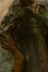 This is a detailed closeup view of a textured tree trunk adorned with lush green moss growing on...