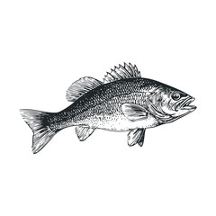 Obraz premium Sketch of a fish with scales depicting aquatic life