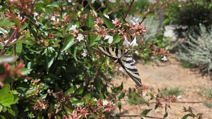 Scarce swallowtail butterfly in natural garden setting. Iphiclides podalirius, sail swallowtail or pear-tree swallowtail