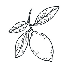 Fresh lemon branch with leaves and hand drawn style design elements