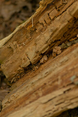 This is a detailed closeup view of a piece of wood resting on the ground, showcasing its texture...