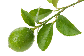 Fresh green lime fruit with vibrant leaves and dewdrops on branches for natural health benefits