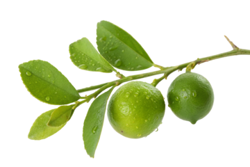 Fresh green limes with water droplets on branch isolated on black background for freshness concept