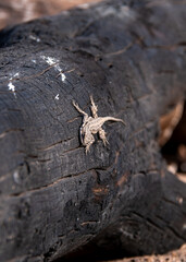 Lizard on a log