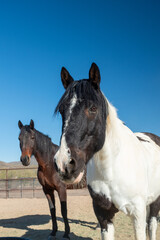 Two Horses in an Arena