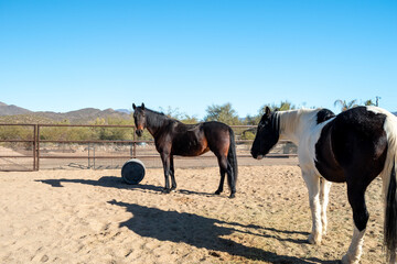 Two Horses in an Arena
