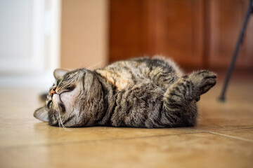 Cat laying on the ground in a curled position