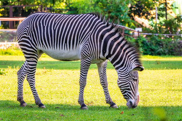 Grevy's zebra, lat Equus grevyi, also known as the imperial zebra eats green grass.