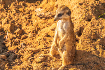 Fototapeta premium Meerkat, Suricata suricatta, on hind legs. Portrait of meerkat standing on hind legs with alert expression. Portrait of a funny meerkat sitting on its hind legs.