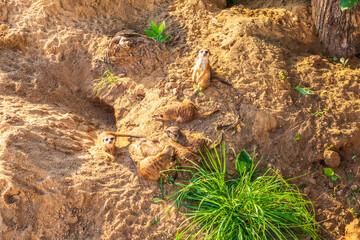 Obraz premium A group of cute meerkats. Meerkat Family are sunbathing.