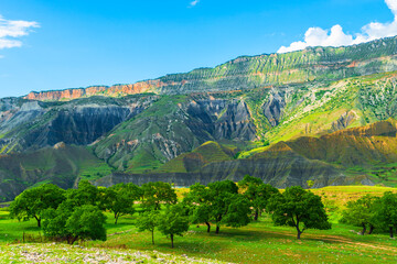 Picturesque mountain landscape with shady trees on a green meadow in the Caucasus Mountains. Dagestan