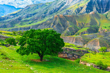 Picturesque mountain landscape with a lonely tree against the backdrop of beautiful mountains. Dagestan, Caucasus