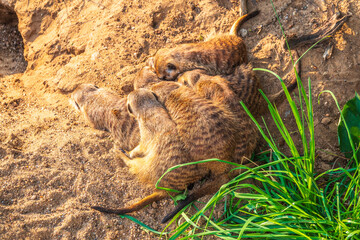 A group of cute meerkats. Meerkat Family are sunbathing.