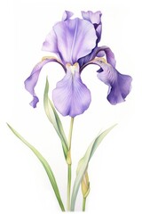 Watercolor iris flower blossom petal plant.