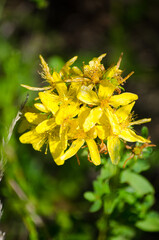 St. John's Wort