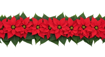 Row of red poinsettias with green leaves isolated on transparent background