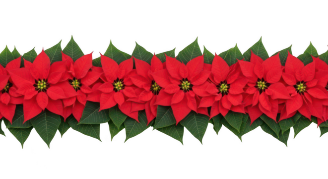 Row of red poinsettias with green leaves isolated on transparent background