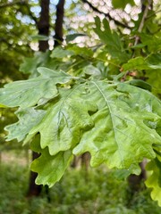 Close up of a large oak leaf in bright sunlight