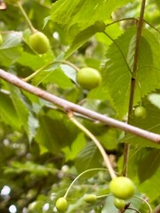 Unripe green cherries growing on a tree branch surrounded by fresh green leaves in spring. Early fruit development stage captured in natural outdoor light with soft background blur.