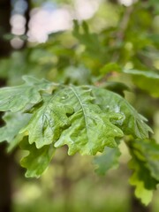 Close up of a large oak leaf in bright sunlight