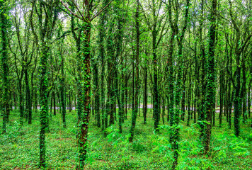 green spring  season forest view background with salad leaves and sun rays. Scenic forest of fresh green trees framed by leaves, with the sun casting its warm rays through the foliage