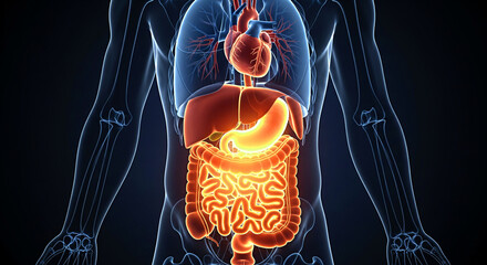 Detailed 3D visualization of human digestive system and heart, vital organs glowing with health and life