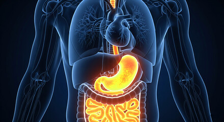 Stunning 3D render of human digestive system anatomy, featuring glowing stomach and intestines within translucent body
