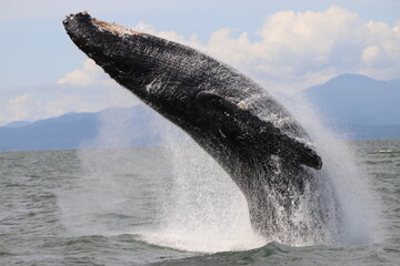 Part of a series of phots showing a humpback whale breaching in the sea off Vancouver 
