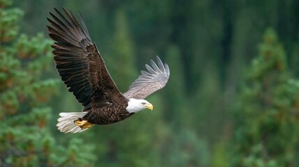 Obraz premium A bald eagle soaring through the sky with its wings spread wide, amidst tree-filled backdrop