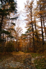 Obraz premium Exploring the vibrant autumn forest with colorful leaves and serene pathways