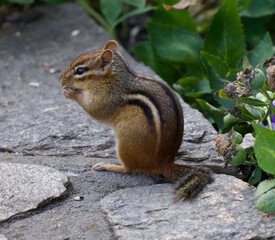 Adorable chipmunk eating a nut