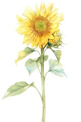 Sunflower sunflower illustration watercolor.