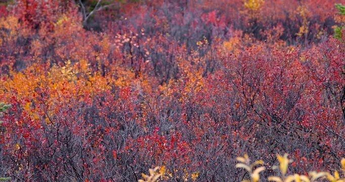 Close up view of bright red fall foliage swaying to wind slow motion shot.