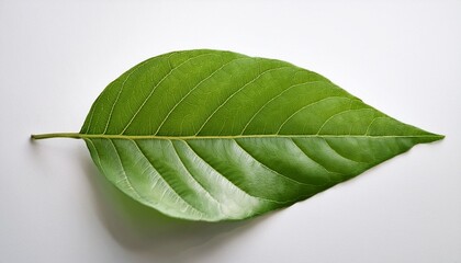 Obraz premium vibrant green leaf on white a study in natural simplicity and beauty in botanical photography