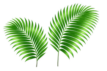 Obraz premium Realistic illustration of two lush, vibrant green palm leaves, isolated on a transparent background, perfect for adding a tropical touch to designs
