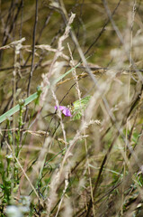 A butterfly on a flower