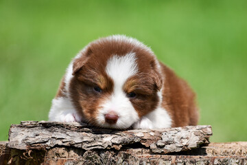 Red tricolor Australian shepherd puppy lying on a tree stump in a spring garden
