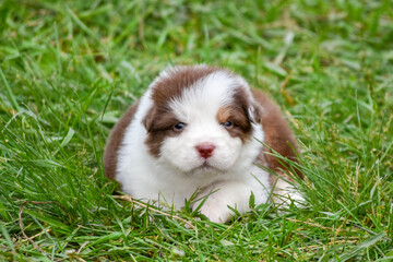 Red tricolor australian shepherd puppy lying in green grass in spring garden