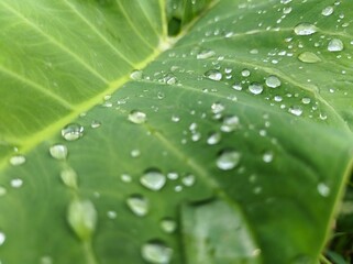 water drops on leaf