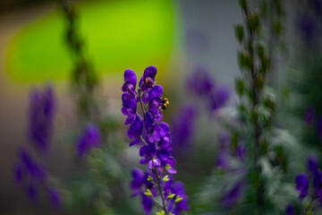 Close-up of a purple wildflower with a bee collecting nectar. The vibrant bloom stands out against a dreamy blurred background, highlighting the beauty of nature and pollination.