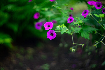 Vibrant purple wildflowers in bloom, surrounded by lush green foliage. The soft focus and natural...