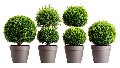 Four topiary plants in pots