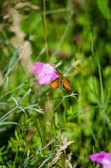 A butterfly on a flower