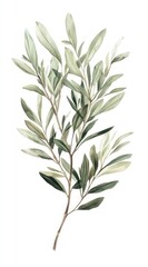 Fototapeta premium Olive plant leaf art illustration.
