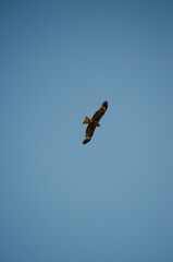 The black kite