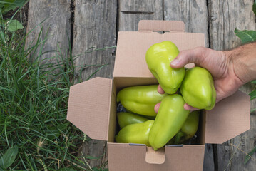 Freshly harvested green bell peppers being handled and packed into a cardboard box on a rustic wooden surface