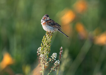 鼻の先に留まるホオアカ