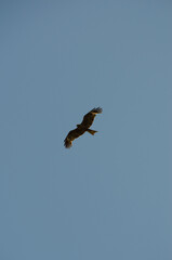 The black kite