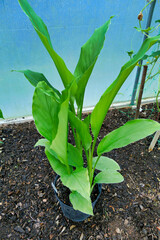 Obraz premium Turmeric Plant (Curcuma longa), a member of the ginger family and the root is useful for spicing up food or for medicinal purposes 