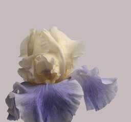 Smoke close-up  lilac violet, cream beige Iris Flower petal.bud Macro blur natural art neutral gray...